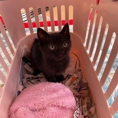 【新しい家族が決まりました！】黒猫の子猫ちゃんの里親さま募集