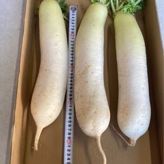 大特価‼︎大根^ - ^