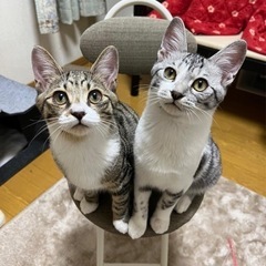 グリ（サバ白）、グラ（キジ白）　推定5ヶ月　オスとオスの兄弟