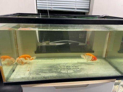 らんちゅう