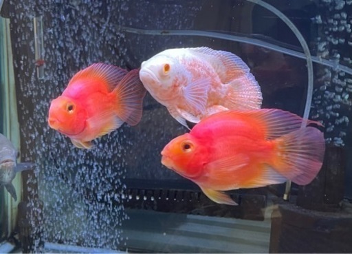 熱帯魚
