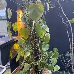 観葉植物