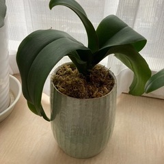 胡蝶蘭