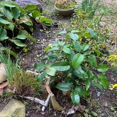 庭の植物の画像