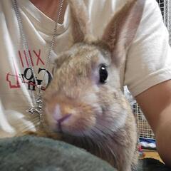 可愛いうさぎ達！2ヶ月程！