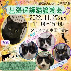 ねこけん千葉支部🐈️保護猫譲渡会のお知らせ