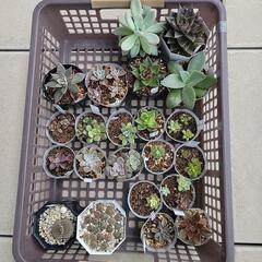 多肉植物(エケベリア他)