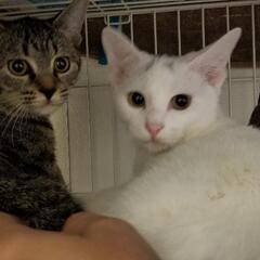 野良猫、黒、白、メス