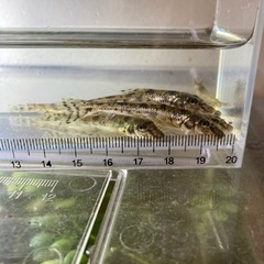 カマツカ3匹の画像