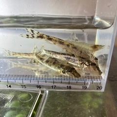 カマツカ3匹