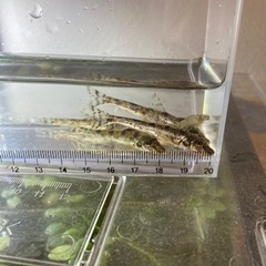 カマツカ3匹の画像