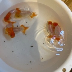 らんちゅう9cm~の画像