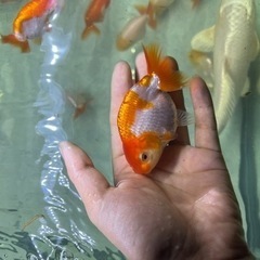 らんちゅう9cm~の画像