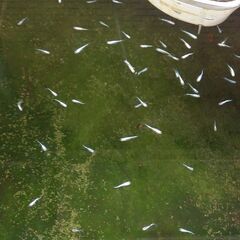 【メダカ】プラチナ星河リアルロングフィン5匹＋αおまけの画像