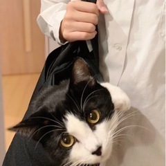⭐︎急募⭐︎成猫1歳半　オス里親募集 - 猫