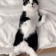 ⭐︎急募⭐︎成猫1歳半　オス里親募集 - 小平市