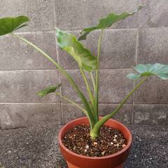 クワズイモ60cm株の画像