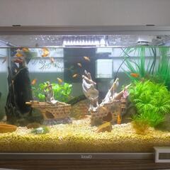 ミッキーマウスプラティ 熱帯魚10～30匹