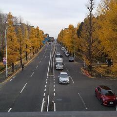 ソフトボール練習メンバー募集