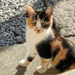 幸運をもたらす鍵しっぽの三毛猫ちゃんです❤