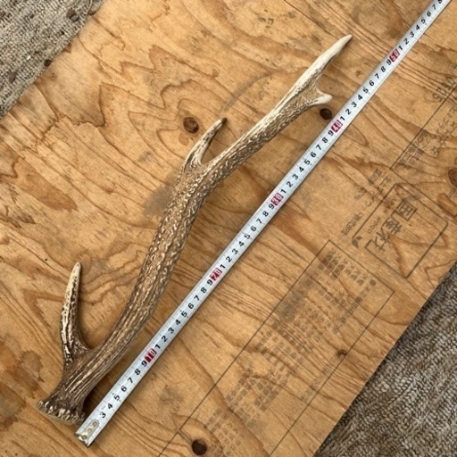 鹿の角48㎝
