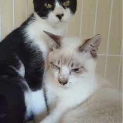 兄弟で外猫として頑張っていた猫ちゃんの里親募集