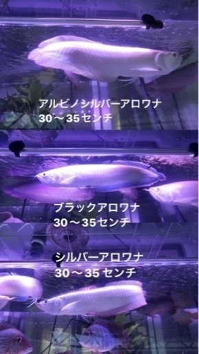 アルビノシルバーアロワナ⭐︎ブラックアロワナ⭐︎シルバーアロワナ