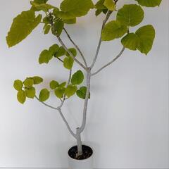 観葉植物   大型   陶器鉢   全長 180cm