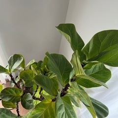 [取引先決まりました]ゴムの木　180cmの画像