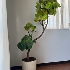 [取引先決まりました]ゴムの木　180cmの画像