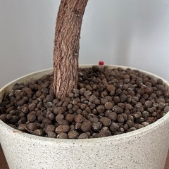 [取引先決まりました]ゴムの木　180cmの画像