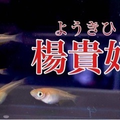 めだか/ 楊貴妃/ 赤/ 5匹セット🪸