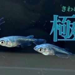 めだか/極龍/白/銀/3匹セット
