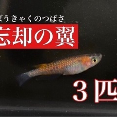 めだか/忘却の翼/色ミックス/３匹セット✨