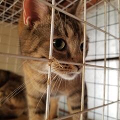 親子猫！一匹ずつでも可　スコティッシュフォールド