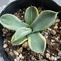 多肉植物 アガベ パリー ライムストリーク