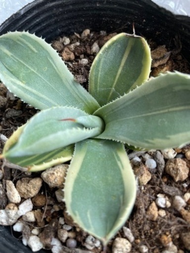 多肉植物　アガベ　パリー　ライムストリーク