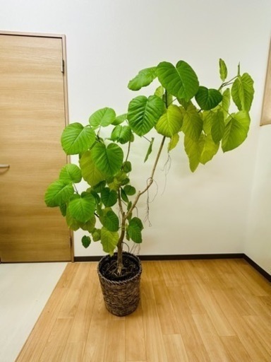 【引取】フィカス・ウンベラータ 160cm
