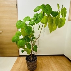 【引取】フィカス・ウンベラータ 160cm