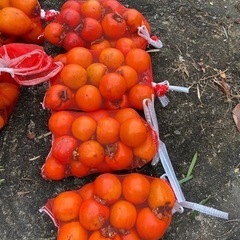 ☆渋柿☆ キロ50円