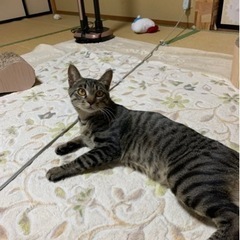 ⭐️ニャンちゃん⭐️去勢ワクチン済み