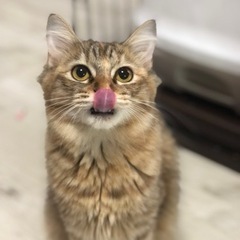 サラちゃん長毛4ヶ月