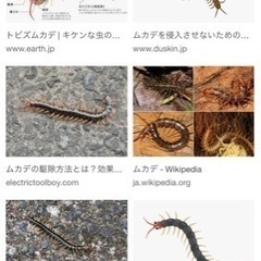 ムカデを見つけたら譲ってください！