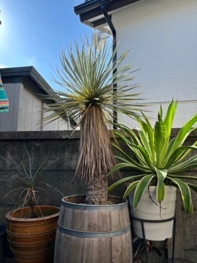 ユッカ　ロストラータ