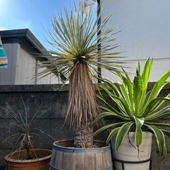 ユッカ ロストラータ