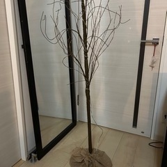zara home クリスマスツリー風 スタンドライト照明 ジャンク