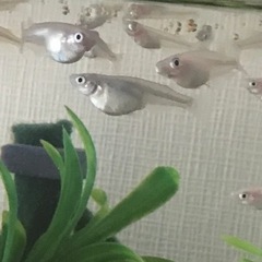 メダカのこと教えて下さい