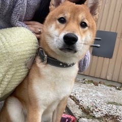 離婚に伴い飼育困難につき里親募集※人選中