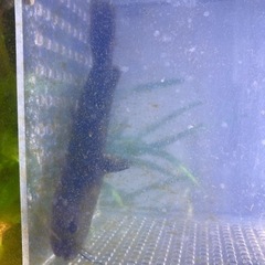 ギバチ10cmくらい