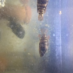 ちょいレア淡水魚♩オヤニラミの画像